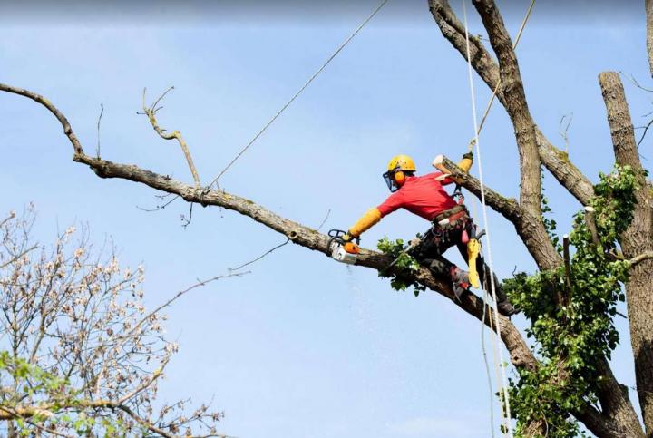  Abattre un arbre en urgence Montréal