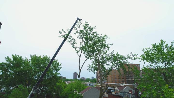 Abattage d'arbre Montréal