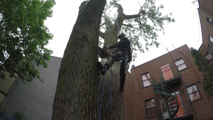 Abattage d'arbres Montréal