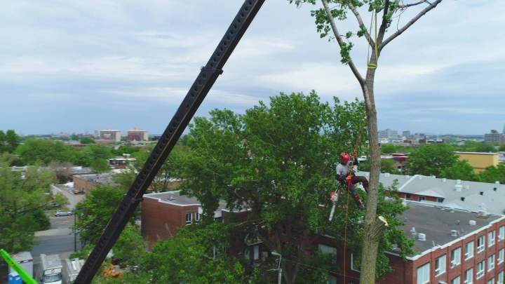 Service abattage arbre Montréal