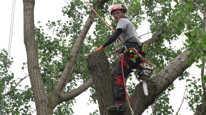 Abattage arbre professionnel Montréal