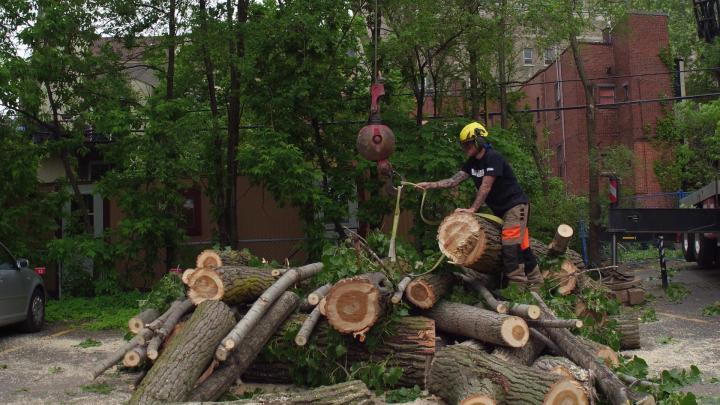 Abattre un arbre en urgence Montréal