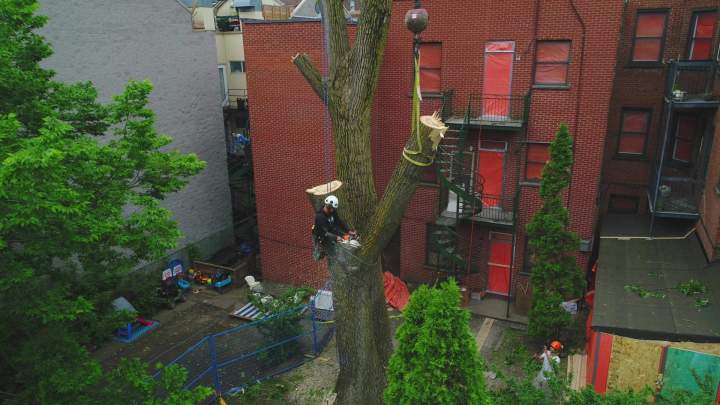 Abattage arbre avec nacelle Montréal