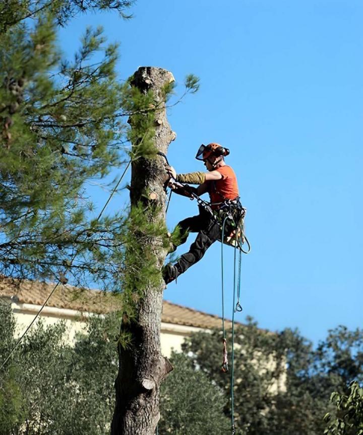Travaux d'abattage d'arbres Montréal