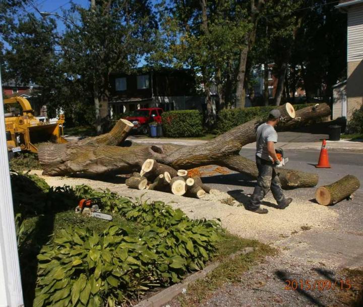 Déboisement de terrain Montréal