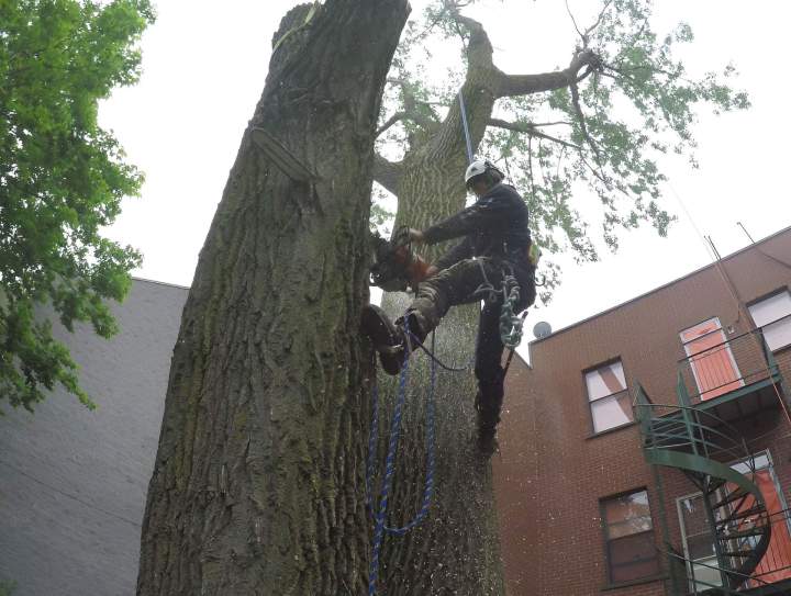 Sécurisez votre propriété avec un retrait d'arbre professionnel et propre. 