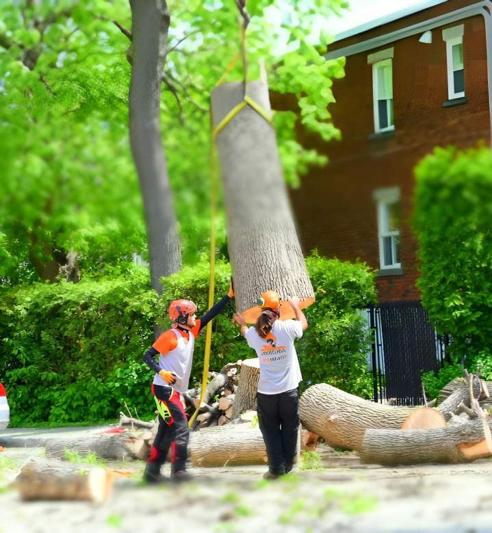 déboisement Montréal