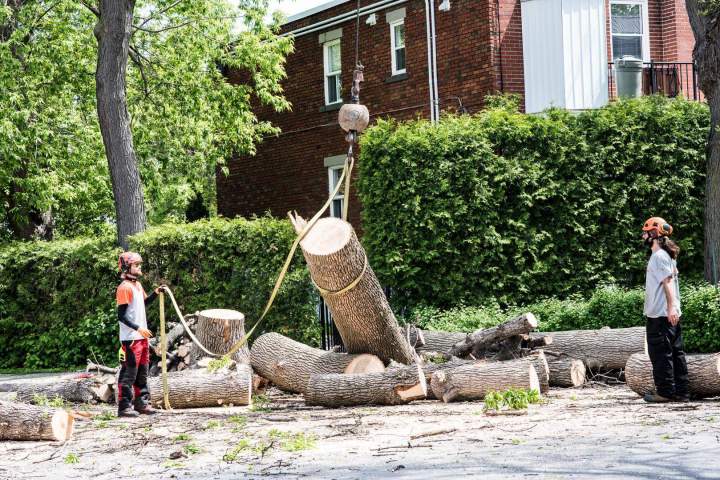 Abattage arbre professionnel sécurisé Montréal