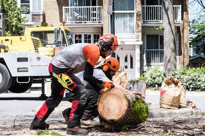 Élaguer un arbre en urgence Montréal