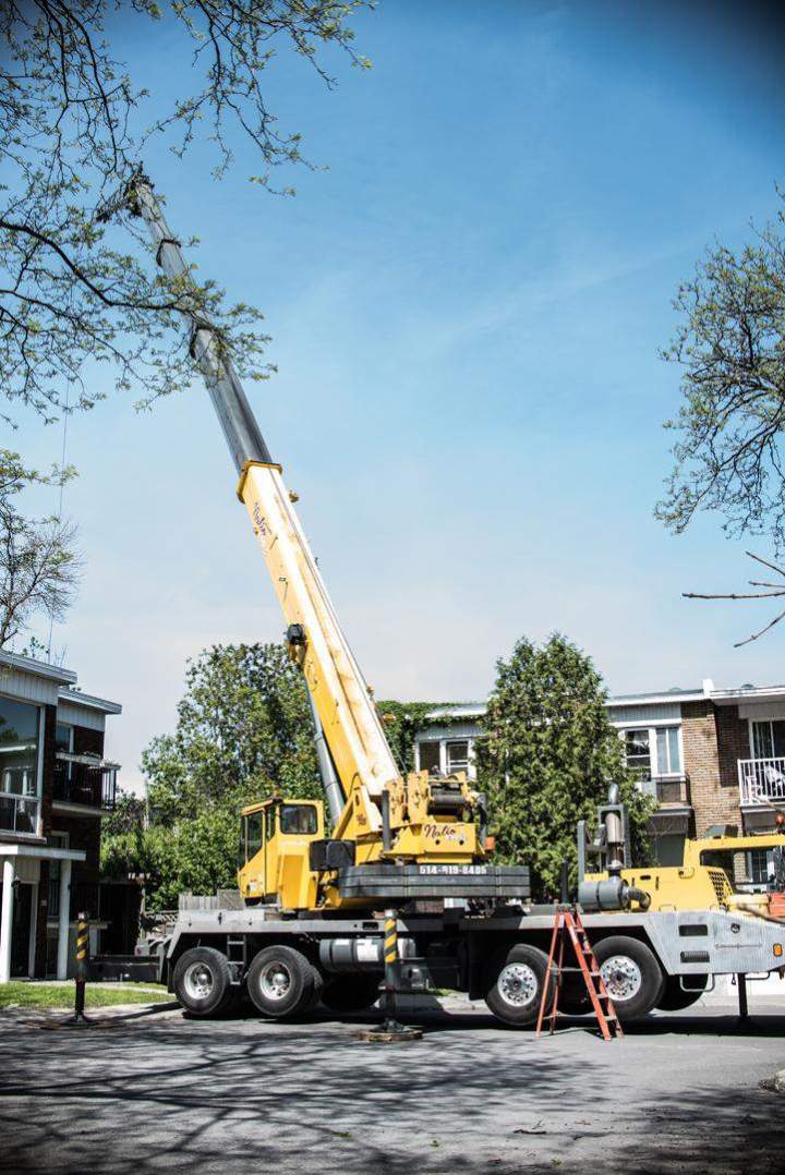 Abattage arbre avec matériel professionnel Montréal