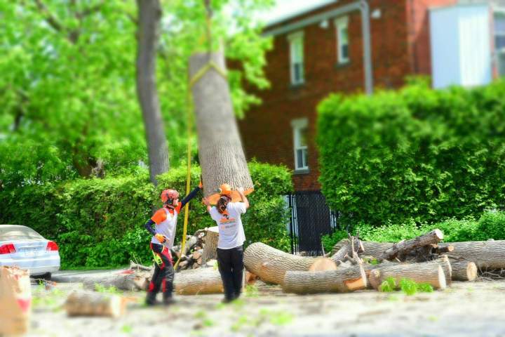 Abattage arbre et évacuation Montréal
