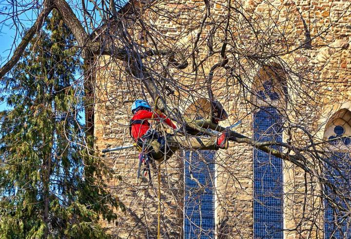 Service d’élagage professionnel soutenu par une assurance responsabilité