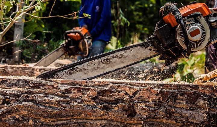 Travaux d'élagage d'arbres Montréal