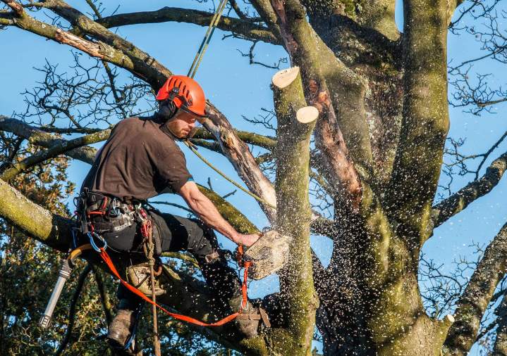 Travaux d'élagage d'arbre Laval