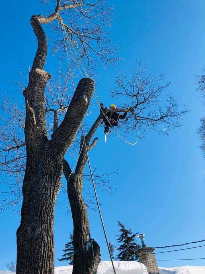 Abattage arbre dangereux Montréal