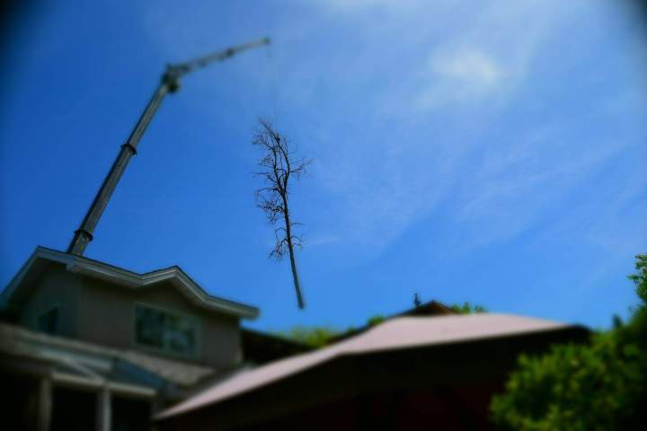 Abattage arbre pour particulier Montréal