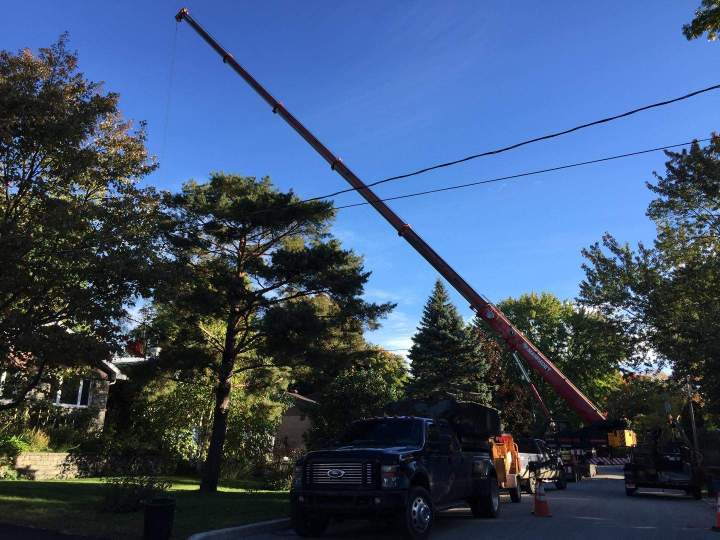 Service abattage arbre complet Montréal