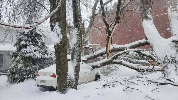 Urgence abatage Montréal